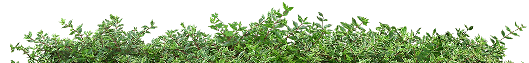 Green plants