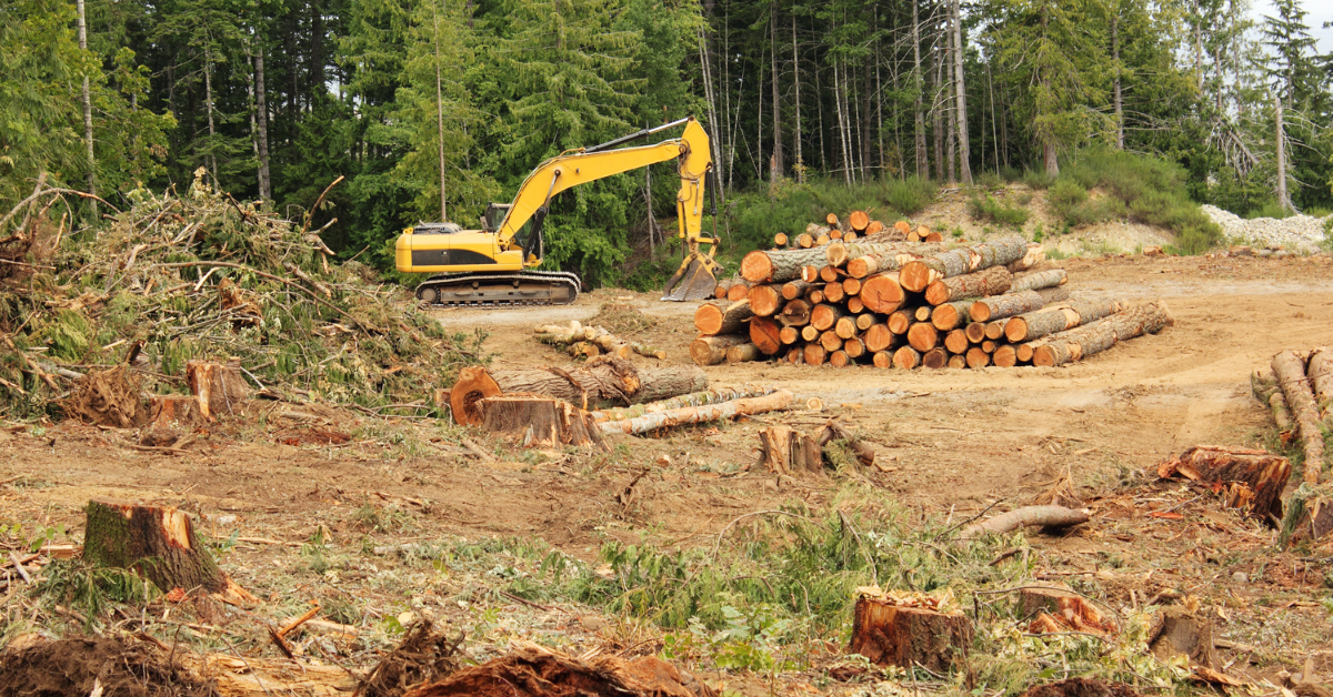 EUDR – EU regulation against forest degradation. What do companies need to know?